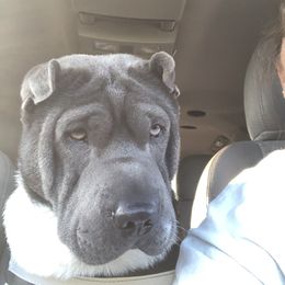 Poppy - Chinese Shar-Pei