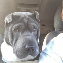 Poppy - Chinese Shar-Pei