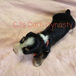 KAITLYN 4000 - Black and cream female Dachshund puppy in Gatesville, Texas from CJ's Dach Dynasty