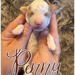 Penny - Parti female Poodle puppy in Chattanooga, Tennessee from Scenic City Doodles