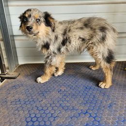 Ford - Blue merle male Miniature Australian Shepherd puppy in Snowflake, Arizona from Halfpint Aussies