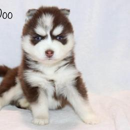 Snicker Doo - Chocolate female Pomsky puppy in Denham Springs, Louisiana from Bayouland Pomskies