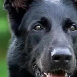 German Shepherds from Tiffany Shepherds