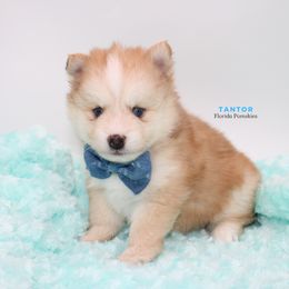 Pomsky Puppies from Florida Pomskies