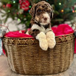 Bernedoodle Puppies from Oso Perfect Poodles and Doodles
