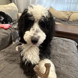 Athena - Bernedoodle