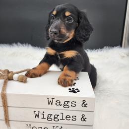 Tilly - Black and tan female Dachshund puppy in Smallett, Missouri from Doxie Holler