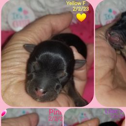 Girl 1 - Black and tan Yorkshire Terrier puppy in Palm Bay, Florida from Ms.tee.yorkies.s.florida