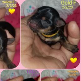 Girl 1 - Black and tan Yorkshire Terrier puppy in Palm Bay, Florida from Ms.tee.yorkies.s.florida