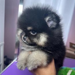 Tulip - Black and tan female Pomeranian puppy in Eagle Pass, Texas from Divine Poms