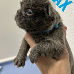 Jax - Blue male French Bulldog puppy in Port Charlotte, Florida from Fluffing Frenchies LLC