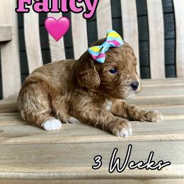 Fancy - Red female Cavapoo puppy in Runaway Bay, Texas from Green Ranch Doodles