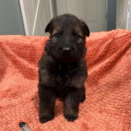 Miller - Sable female German Shepherd puppy in Pennock, Minnesota from Shakopee Creek German Shepherds
