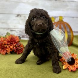 Sebastian - Liver and white male Springerdoodle puppy in Lisbon, Ohio from Willow Lane Doodles