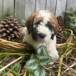 Hail - White and brown male Saint Berdoodle puppy in Traverse City, Michigan from Bare Paws Saint Berdoodles