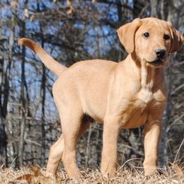 Labrador Retrievers from Maranatha Kennels