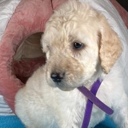 Girl 1 - Goldendoodle puppy in Ft White, Florida from Debra Guthrie's Doodles