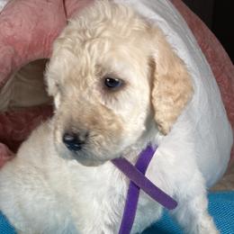 Girl 1 - Goldendoodle puppy in Ft White, Florida from Debra Guthrie's Doodles