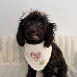 Pink Collar - Black female Goldendoodle puppy in Gilbert, Arizona from Desert Paws Doodles