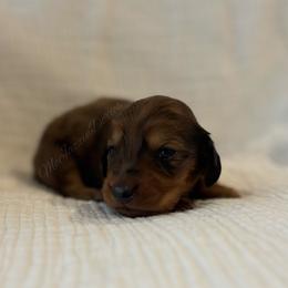 Dapple boy 1 - Dapple male Dachshund puppy in Chehalis, Washington from McJazzin Doxies