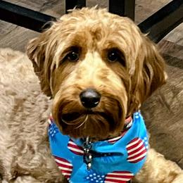 Australian Labradoodle puppies from Forever Friends Labradoodles