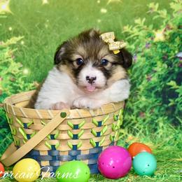 Apple - Sable female Pembroke Welsh Corgi puppy in East Canton, Ohio from Victorian Farms
