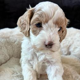 Sky - Red and white female Cockapoo puppy in Adrian, Oregon from ApplebyFarm