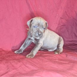 Germanicus- Orange Collar - Gray male Cane Corso puppy in Stilwell, Oklahoma from Killing Joke Kennels