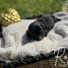 Assorted Doodle Crosses and Bernedoodle Puppies from Gentle Giants Doodle Co.