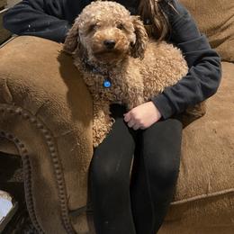 Fergie - Poodle