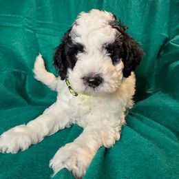 Rex - Parti male Goldendoodle puppy in Peoria,  Az, Arizona from Not Just "Golden" Doodles