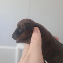 Boy 3 - Brindle male Dachshund puppy in Okeechobee, Florida from Far Far Away Dachshunds