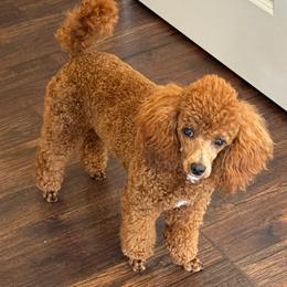 Cookie - Poodle