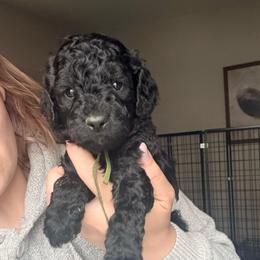 Luigi - Green Band - Black male Poodle puppy in Plainfield, New Jersey from Caris Paws Poodles and Labradoodles