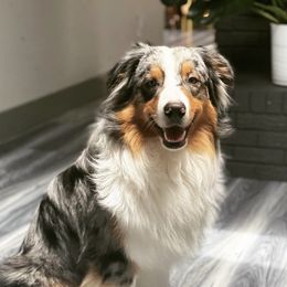 Spu - Australian Shepherd