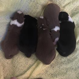 Australian Shepherd Puppies from Hughes Heritage Aussies