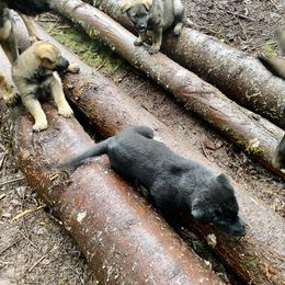 German Shepherd Puppies from Von Overen German Shepherds