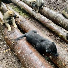 German Shepherd Puppies from Von Overen German Shepherds