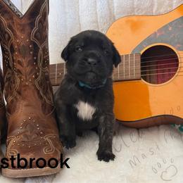 Westbrook - Brindle male Mastiff puppy in Sioux Falls, South Dakota from Clearbrook Mastiffs