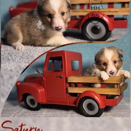 Saturn - Sable merle and white male Shetland Sheepdog puppy in Lebanon, Tennessee from Henotic Homestead's Shetland Sheepdogs