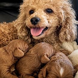 Cavalier King Charles Spaniels and Cavapoos from God Speed Paws