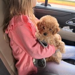 Poodle Puppies from Silver Ivory