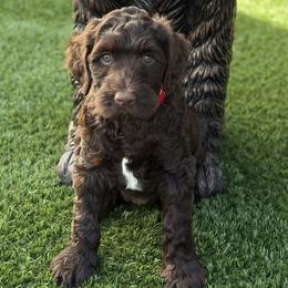 Miss Red - Chocolate female Australian Labradoodle puppy in Wake Forest, North Carolina from Lucky Country Labradoodles
