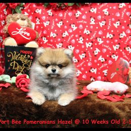Pomeranian Puppies from Port Bee Pomeranian’s