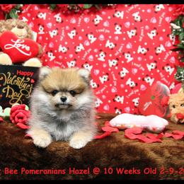 Pomeranian Puppies from Port Bee Pomeranian’s