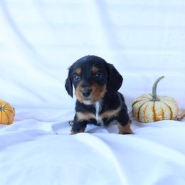 Winnie - Piebald female Dachshund puppy in Fredericksburg, Ohio from William's Dachshunds