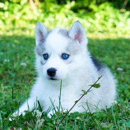Ash - Sable and white male Siberian Husky puppy in Knoxville, Tennessee from The Siberian Empire