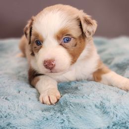 Donatello - Miniature Australian Shepherd puppy from Angel's Aussies