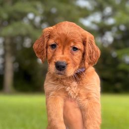 Girl 1 - Dark golden female Golden Retriever puppy in Maysville, North Carolina from Gold Rush Retrievers