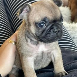 French Bulldogs from DKC Frenchies